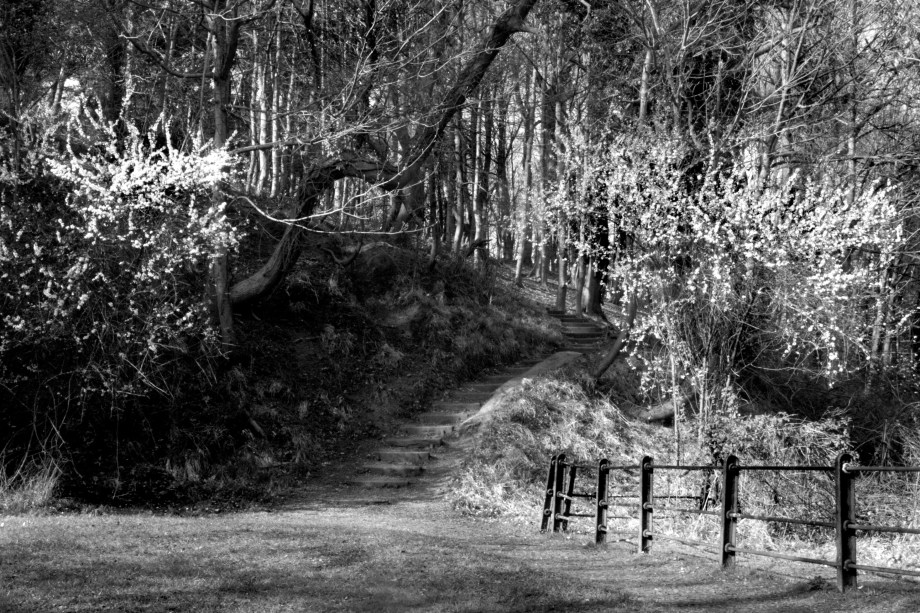 Furry Glen in Phoenix Park