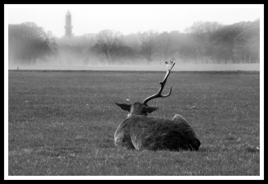 lone deer in the phoenix park Phoenix Park Dublin