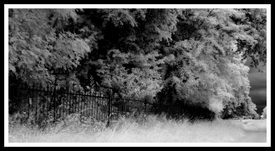 Metal fence and trees in phoenix park Phoenix Park