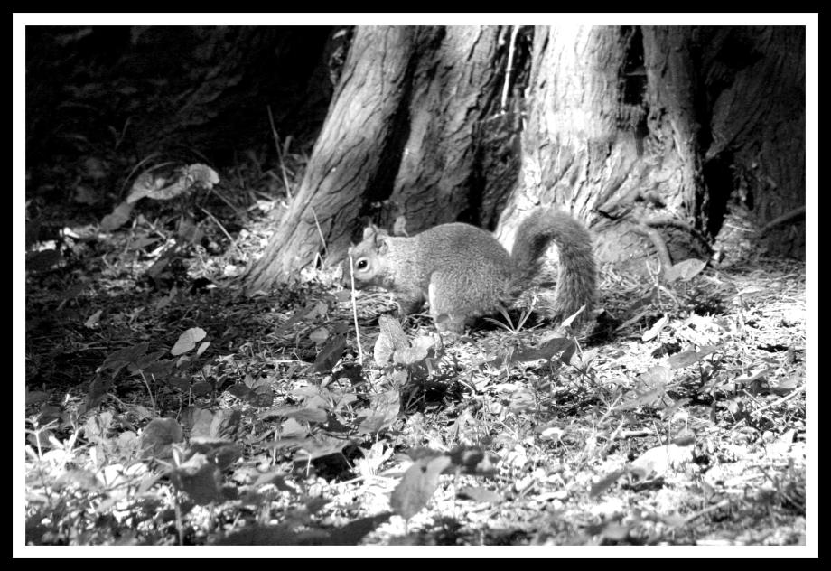 Squirrel in the Phoenix Park