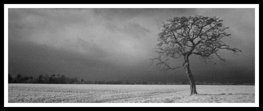 Tree in the Phoenix Park