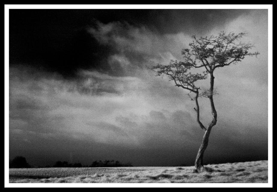 Infra Red Tree in the Phoenix Park