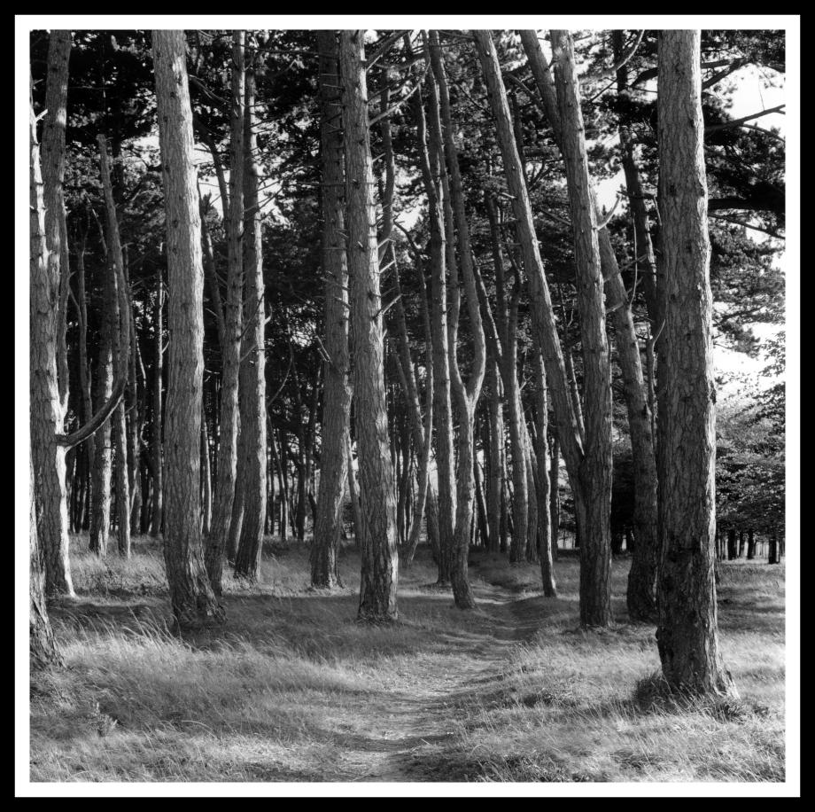 Click on the photo for purchasing options