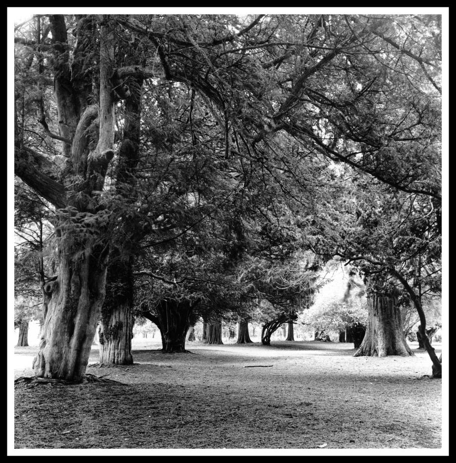 Trees on the grounds of the visitor centre nov 2011