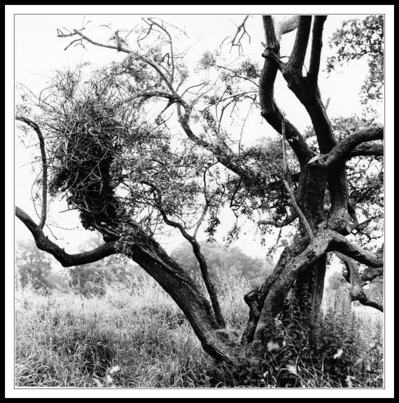 Tree near the Visitor Centre