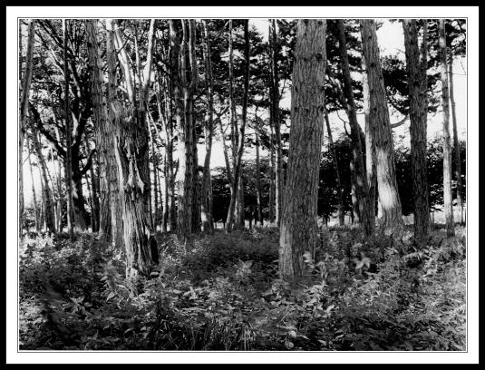 Through the trees near the furry glen