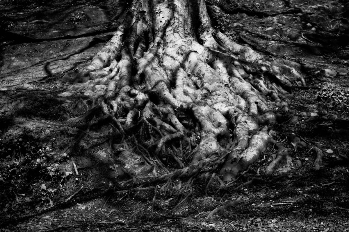 Knocksink Wooks Enniskery